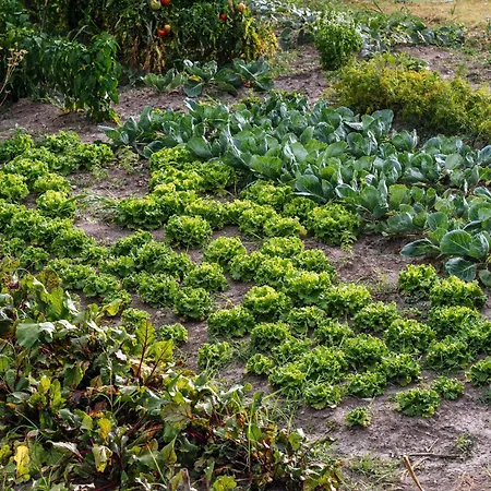 My Dalmatia - Authentic Stone House Momo With Private Infinity Pool * Kakma