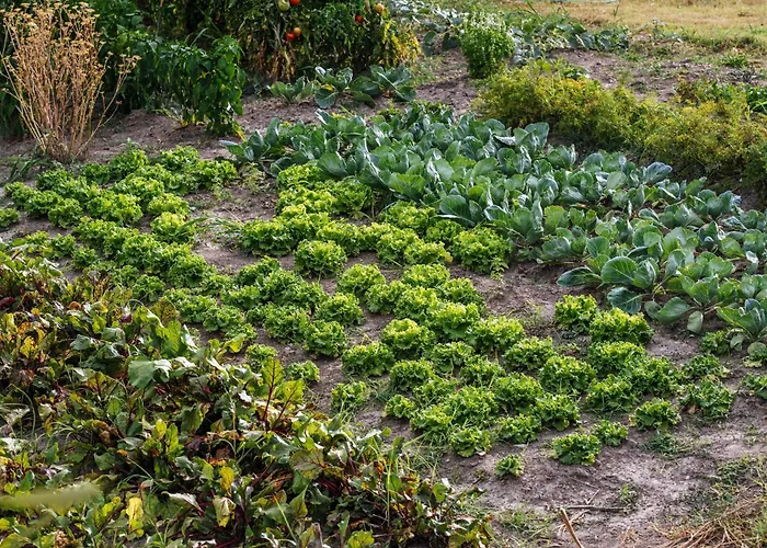 My Dalmatia - Authentic Stone House Momo With Private Infinity Pool * Kakma